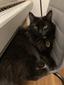 black cat sitting on a chair next to a piano keyboard